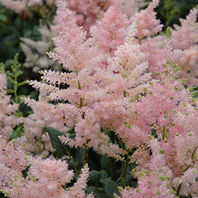 Peach Blossom Astilbe #1 gallon pot
