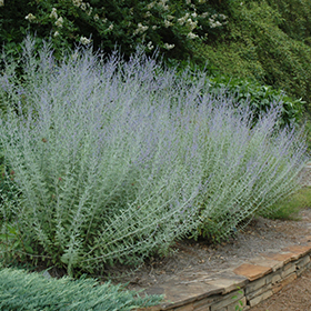 Russian Sage #1 gallon pot