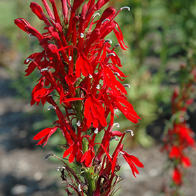 Cardinal Flower #2 gallon pot