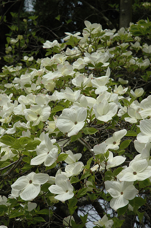 Get Eddie’s White Wonder Flowering Dogwood in MI at English Gardens