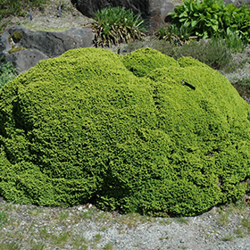 Little Gem Spruce #3 gallon pot