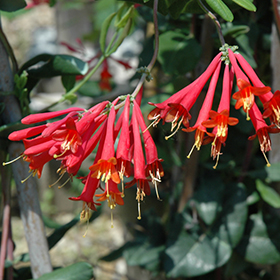 Major Wheeler Coral Honeysuckle #1 gallon pot