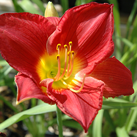 Scarlet Orbit Daylily #2 gallon pot