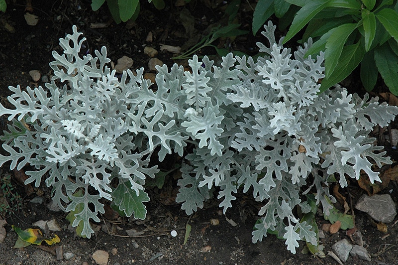 Get Silver Dust Dusty Miller In Mi At English Gardens Nurseries Serving Clinton Township Dearborn Heights Eastpointe Royal Oak West Bloomfield And The Plymouth Ann Arbor Michigan Areas