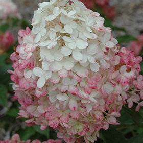 Vanilla Strawberry Hydrangea #3 gallon pot