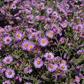Woods Purple Aster #1 gallon pot