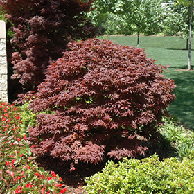 Rhode Island Red Japanese Maple #1 gallon pot