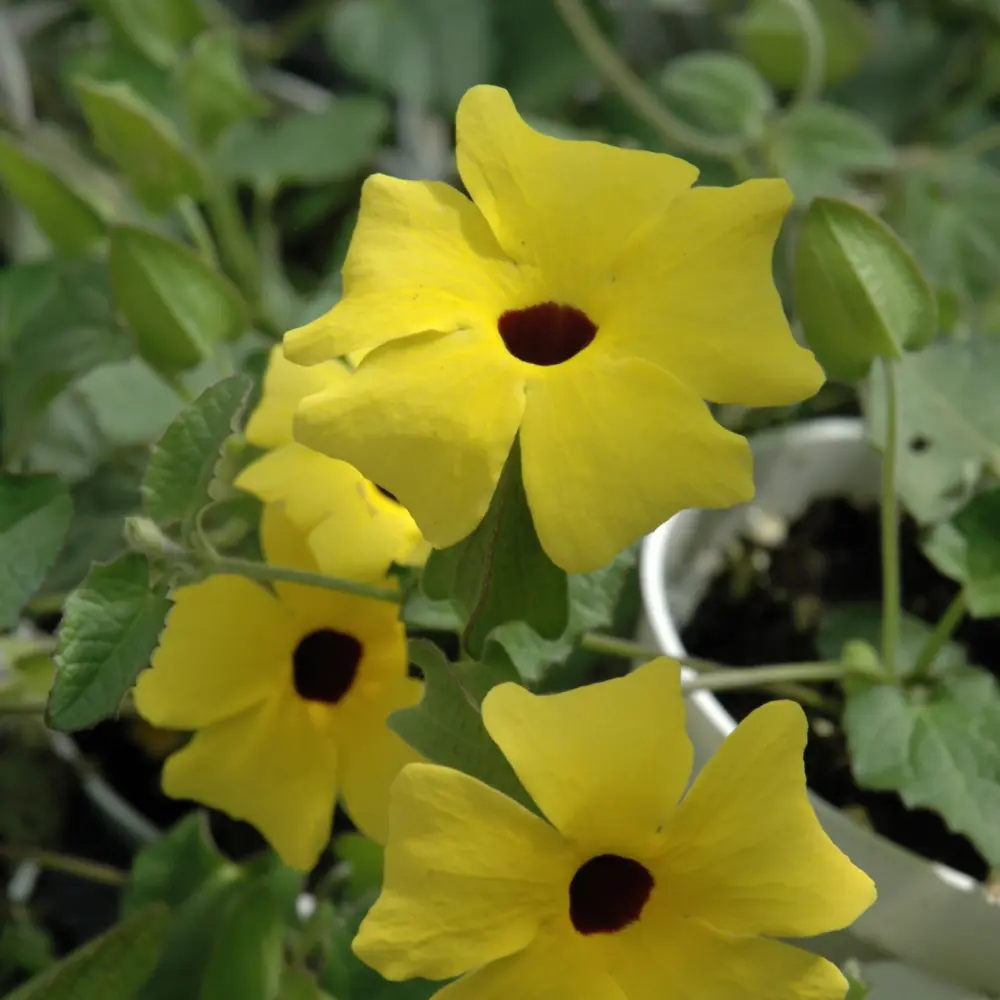 Thunbergia Lemon A-Peel