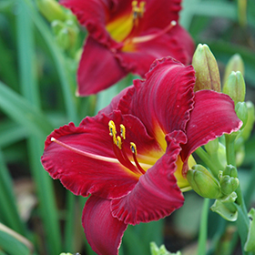Pygmy Prince Daylily #2 gallon pot