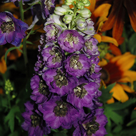 Magic Fountains Dark Blue Larkspur #2 gallon pot