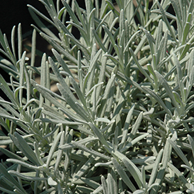 Phenomenal Lavender #2 gallon pot