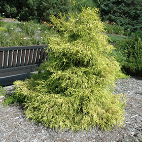 Lemon Thread Falsecypress #1 gallon pot