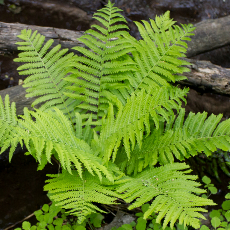 DeerResistant Plants English Gardens