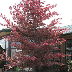 Tricolor Beech Balled & Burlap Root Ball - 4-5' height