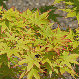 Coral Bark Japanese Maple #1 gallon pot