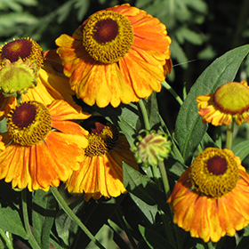 Mardi Gras Sneezeweed #2 gallon pot