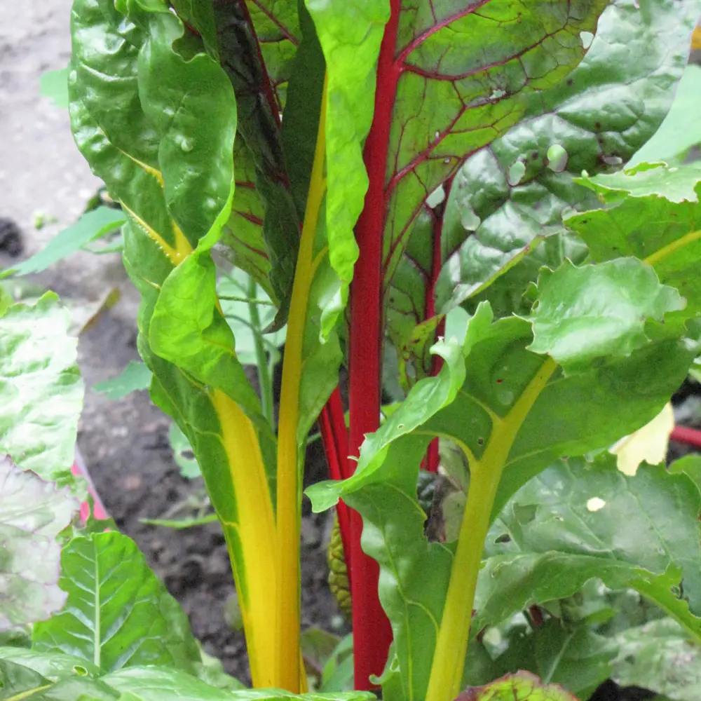 Bright Lights Swiss Chard