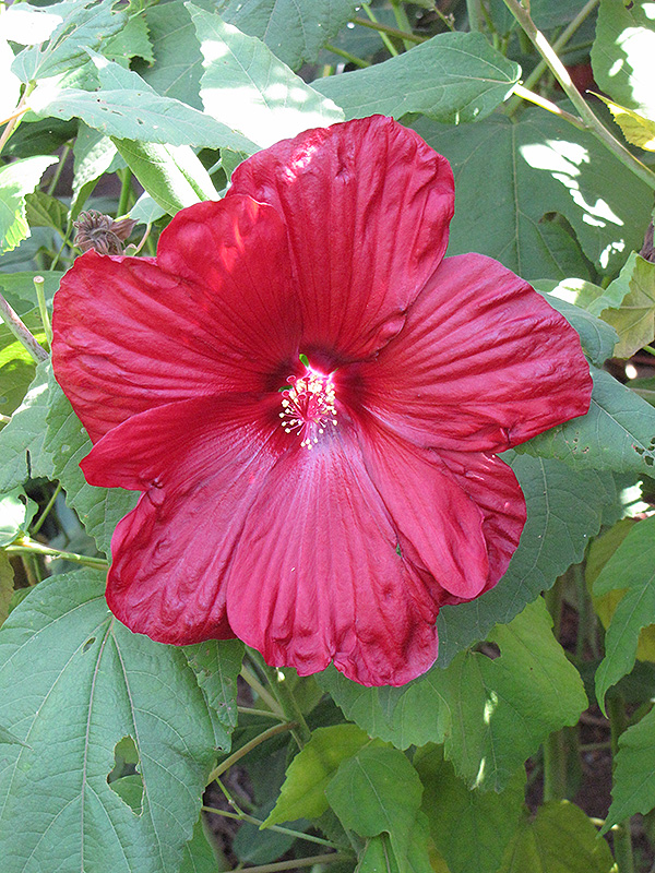 Get Disco Belle Red Hibiscus In Mi At English Gardens Nurseries Serving Clinton Township Dearborn Heights Eastpointe Royal Oak West Bloomfield And The Plymouth Ann Arbor Michigan Areas