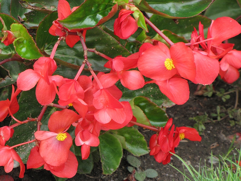 Get Dragon Wing Red Begonia In Mi At English Gardens Nurseries Serving Clinton Township Dearborn Heights Eastpointe Royal Oak West Bloomfield And The Plymouth Ann Arbor Michigan Areas