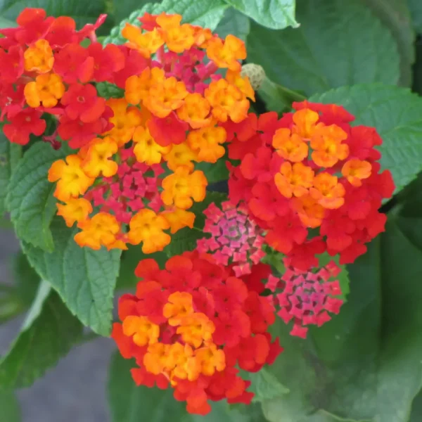 Lantana Luscious Citrus Blend #1 Annual