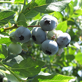 Get Coville Blueberry 2 Gallon Pot Hollybrook Farms In Mi At English Gardens Nurseries Serving Clinton Township Dearborn Heights Eastpointe Royal Oak West Bloomfield And The Plymouth Ann Arbor Michigan Areas