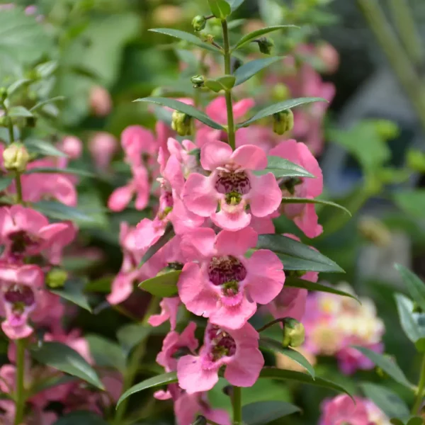 Angelface Pink Angelonia PW Grande