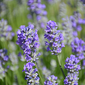 Munstead Lavender #1 gallon pot
