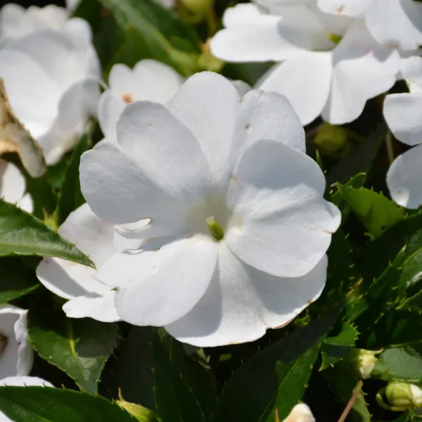 Sunpatiens Compact White PW Grande