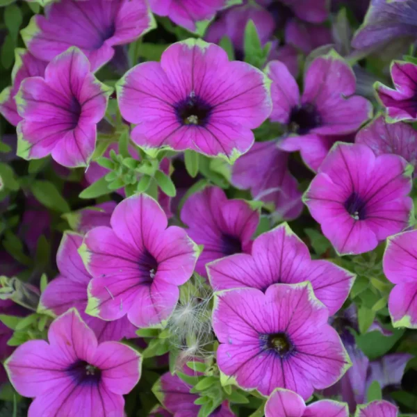 Supertunia Picasso In Purple PW Grande