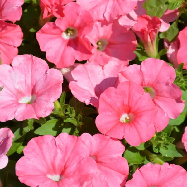Supertunia Bermuda Beach PW Grande
