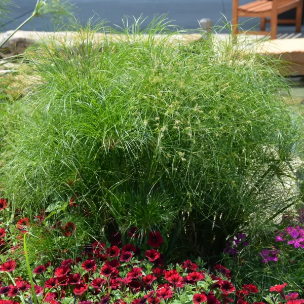 Prince Tut Cyperus