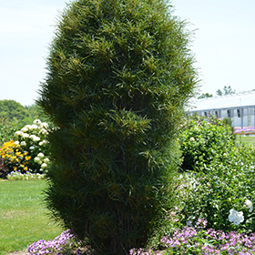 Fine Line Fern Leaf Buckthorn #3 gallon pot - Proven Winners