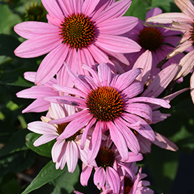 Prairie Splendor Coneflower #1 gallon pot