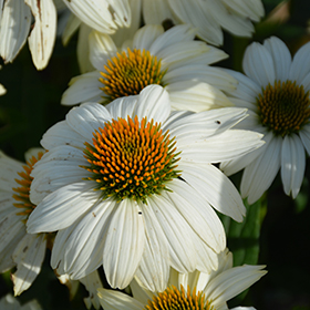 PowWow White Coneflower #1 gallon pot