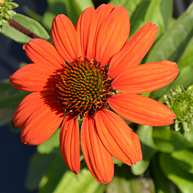 Kismet Intense Orange Coneflower #1 gallon pot