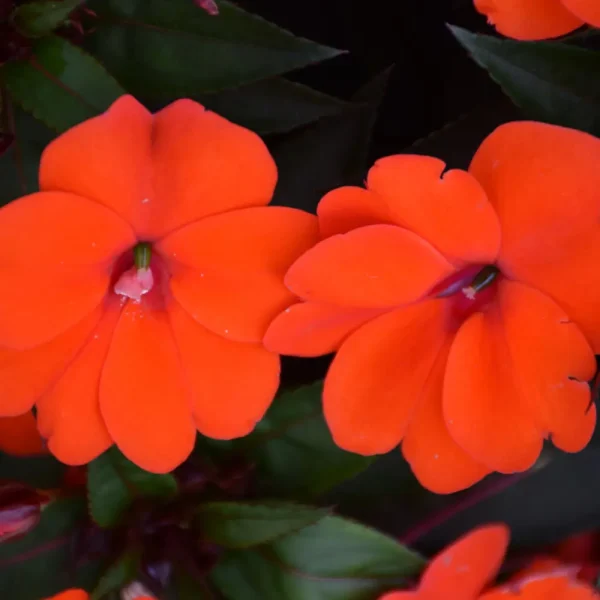 Sunpatiens Compact Orange #1 Annual
