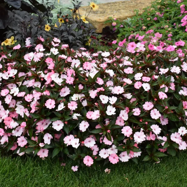 Sunpatiens Compact Blush Pink PW Grande