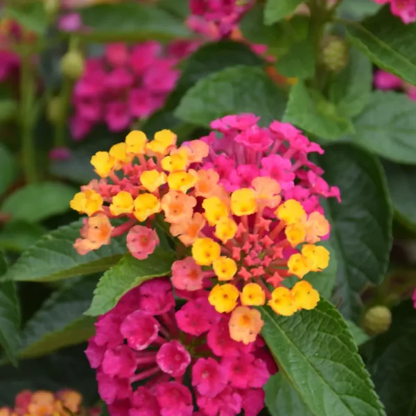 Lantana Royale Cosmo #1 Annual