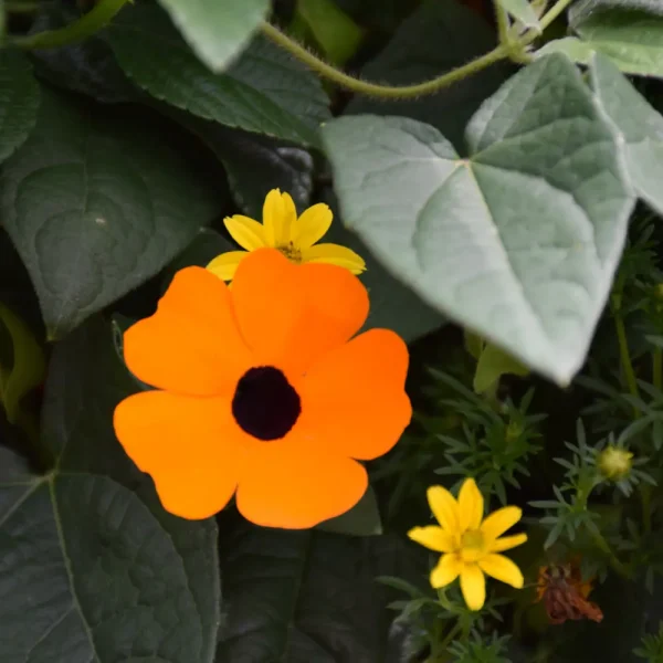 Thunbergia Orange A-Peel