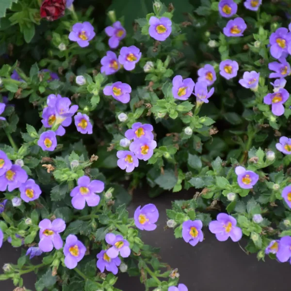 Bacopa Blue Snowstorm PW Grande