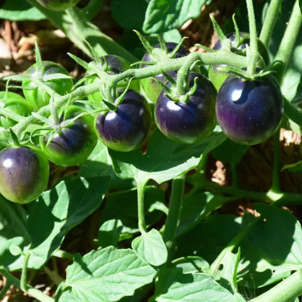 Midnight Snack Tomato