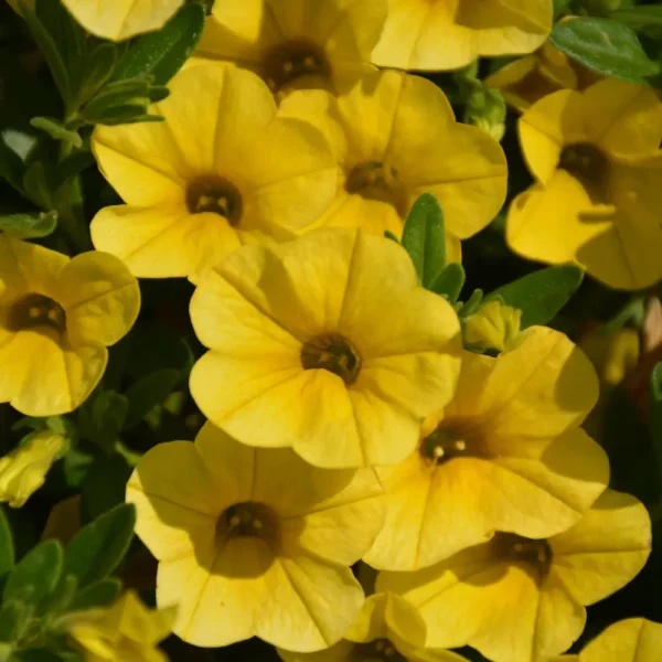 Superbells Yellow PW Grande