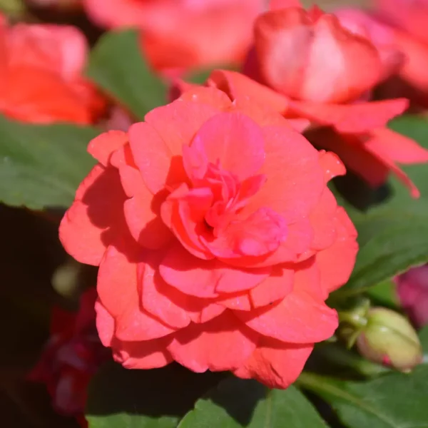 Rockapulco Coral Reef Impatiens PW Grande