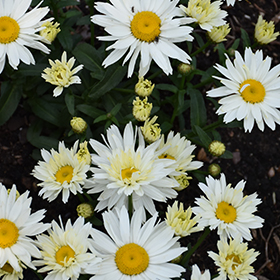 Cream Puff Shasta Daisy #1 gallon pot