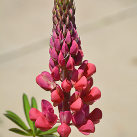 Westcountry Red Rum Lupine #2 gallon pot
