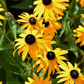 Goldsturm Coneflower #2 gallon pot