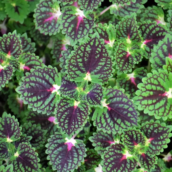 Colelus Strawberry Drop PW Grande