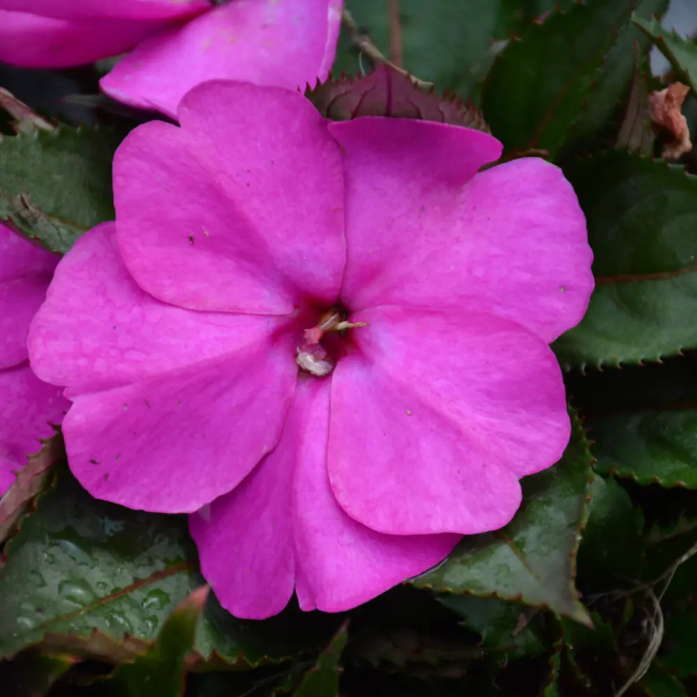 Sunpatiens Compact Purple #1 Annual