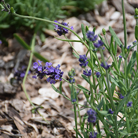 Sentivia Early Blue Lavender #1 gallon pot