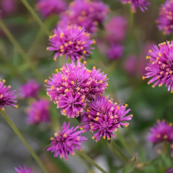 Gomphrena Truffula Pink PW Grande